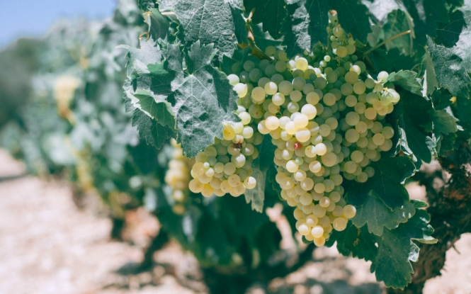 1680075890490874.png 高智能土壤肥料養分檢測儀可有效控制土壤施肥量